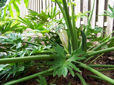 Philodendron Bipinnatifidum